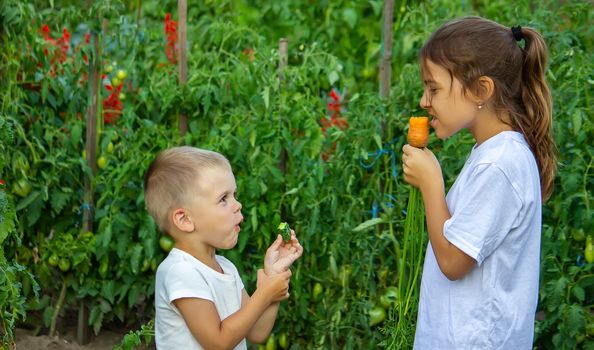 vegetables in the hands of children on the farm. Selective focus. Nature