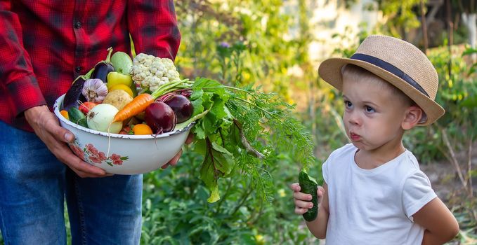 a man holds a bowl of fresh vegetables from the farm in his hands. Nature. Selective focus