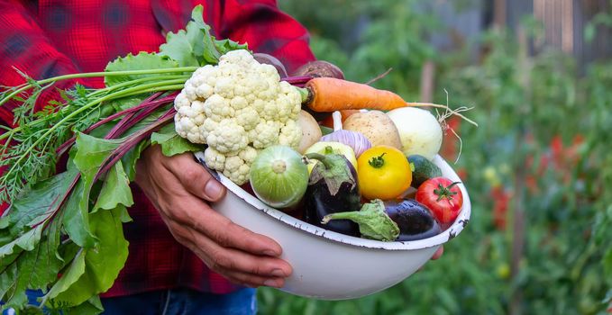 a man holds vegetables from a farm in Minsk. Nature