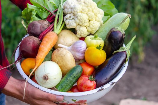 a man holds vegetables from a farm in Minsk. Nature