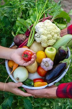 a man holds vegetables from a farm in Minsk. Nature