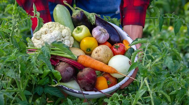 a man holds vegetables from a farm in Minsk. Nature