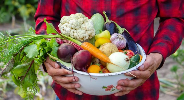 a man holds vegetables from a farm in Minsk. Nature
