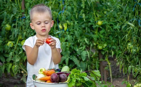 vegetables in the hands of children on the farm. Selective focus. Nature