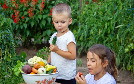 vegetables in the hands of children on the farm. Selective focus. Nature