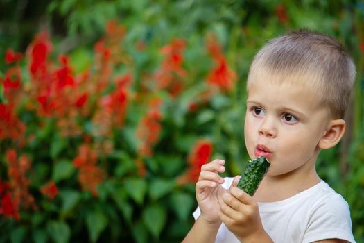 vegetables in the hands of children on the farm. Selective focus. Nature