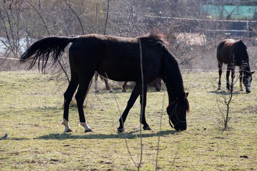 horses in a corral nibbling grass on a sunny day.