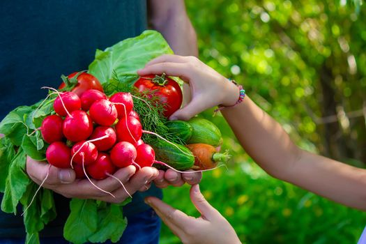 A man and his child in the garden with vegetables in their hands. Selective focus. nature.