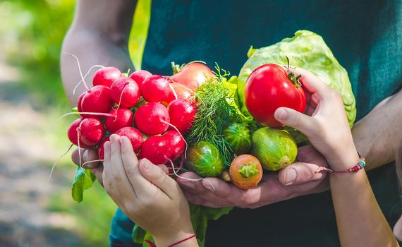 A man and his child in the garden with vegetables in their hands. Selective focus. nature.