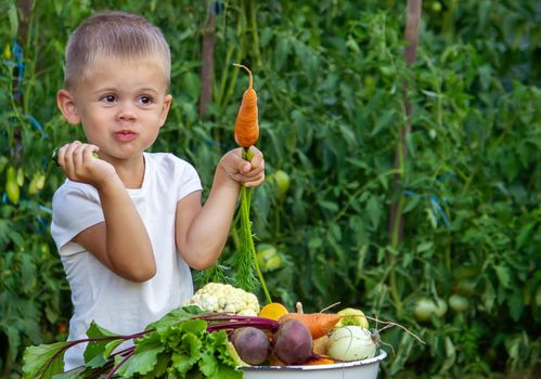 vegetables in the hands of children on the farm. Selective focus. Nature