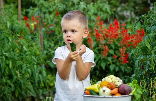 vegetables in the hands of children on the farm. Selective focus. Nature