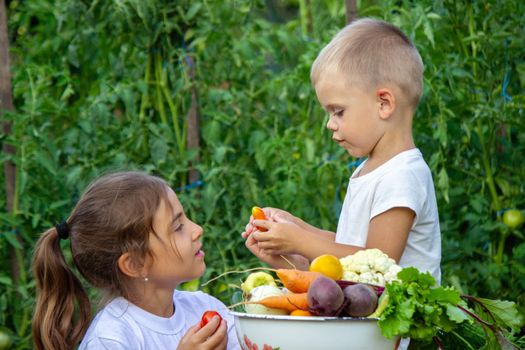 vegetables in the hands of children on the farm. Selective focus. Nature