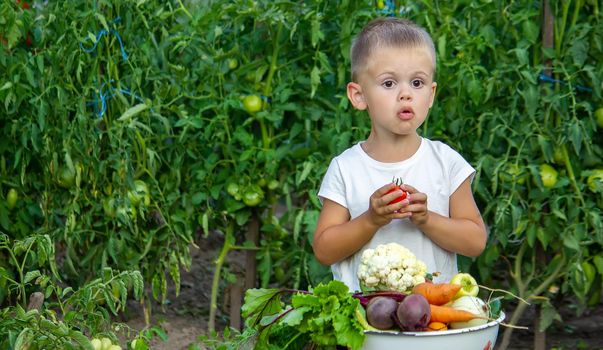 vegetables in the hands of children on the farm. Selective focus. Nature