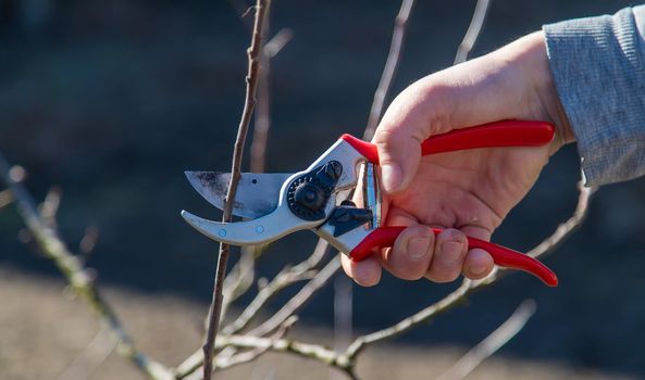 pruning branches with pruning shears.
