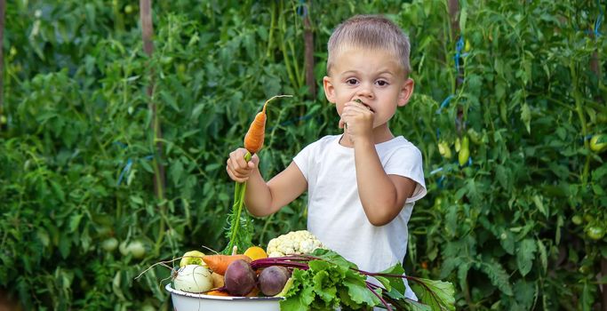 vegetables in the hands of children on the farm. Selective focus. Nature