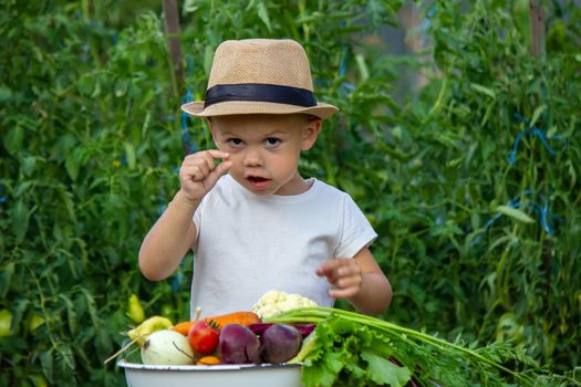 vegetables in the hands of children on the farm. Selective focus. Nature