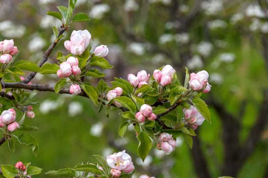 Spring blossoms tree. A tree branch in springtime. Springtime nature background