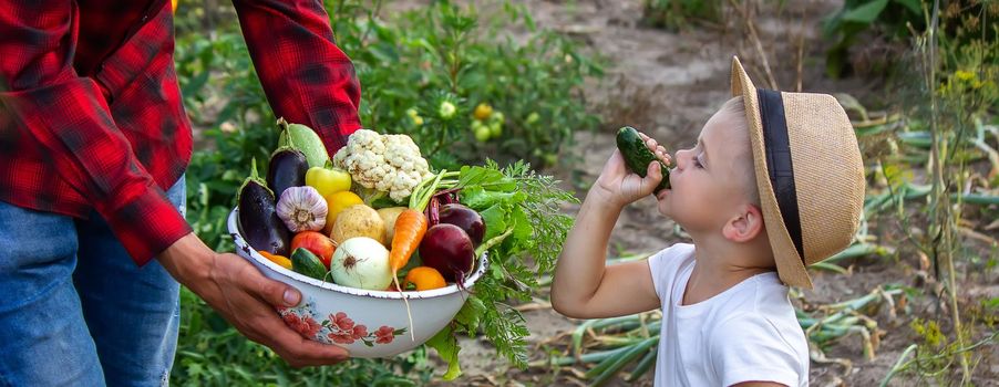 a man holds a bowl of fresh vegetables from the farm in his hands. Nature. Selective focus