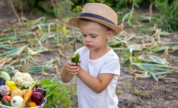 a man holds a bowl of fresh vegetables from the farm in his hands. Nature. Selective focus