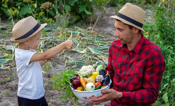 a man holds a bowl of fresh vegetables from the farm in his hands. Nature. Selective focus
