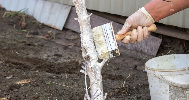 Girl whitewashing a tree trunk in a spring garden. Whitewash of spring trees, protection from insects and pests.selective focus