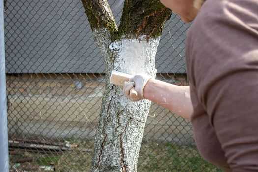 Girl whitewashing a tree trunk in a spring garden. Whitewash of spring trees, protection from insects and pests.selective focus