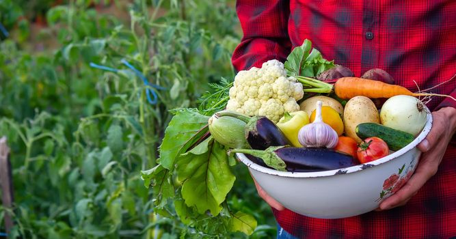 a man holds vegetables from a farm in Minsk. Nature