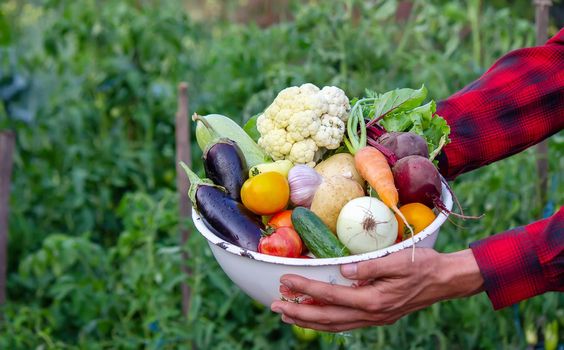 a man holds vegetables from a farm in Minsk. Nature