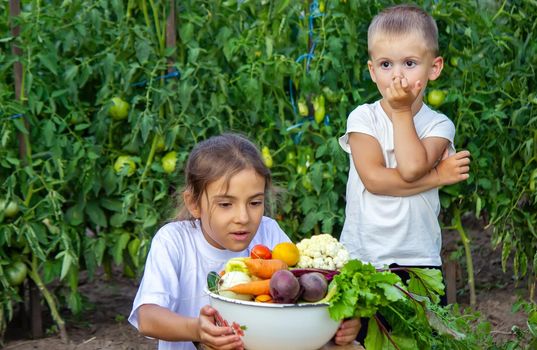 vegetables in the hands of children on the farm. Selective focus. Nature