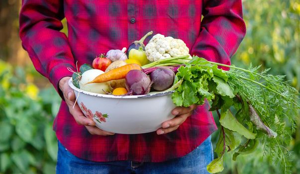 a man holds a bowl of fresh vegetables from the farm in his hands. Nature. Selective focus