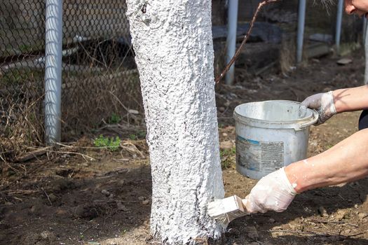 Girl whitewashing a tree trunk in a spring garden. Whitewash of spring trees, protection from insects and pests.selective focus