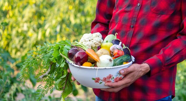 a man holds a bowl of fresh vegetables from the farm in his hands. Nature. Selective focus