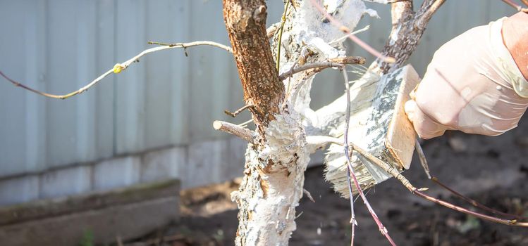 Girl whitewashing a tree trunk in a spring garden. Whitewash of spring trees, protection from insects and pests.selective focus