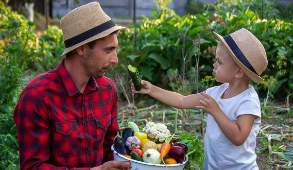 a man holds a bowl of fresh vegetables from the farm in his hands. Nature. Selective focus