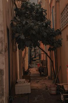 A tree growing in the middle of an alleyway in Kampot, Cambodia showing survival and resilience of nature in the city