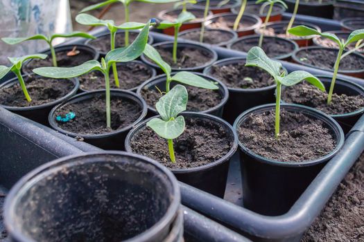 Potted seedlings growing in biodegradable peat moss pots on wooden background with copy space