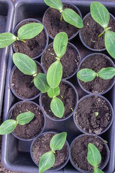 Potted seedlings growing in biodegradable peat moss pots on wooden background with copy space
