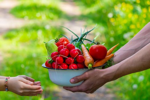 A man and his child in the garden with vegetables in their hands. Selective focus. nature.