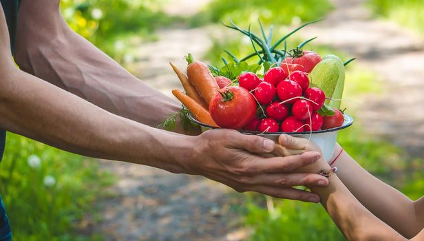 A man and his child in the garden with vegetables in their hands. Selective focus. nature.