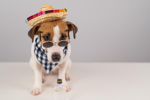 Jack Russell Terrier dog dressed as a Mexican