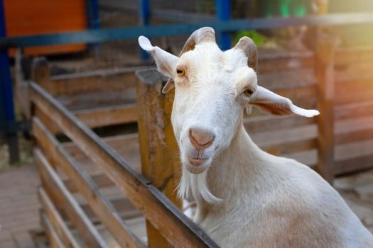 Beautiful portrait of a white goat standing in a wooden pen on a farm. Close up. Copy space