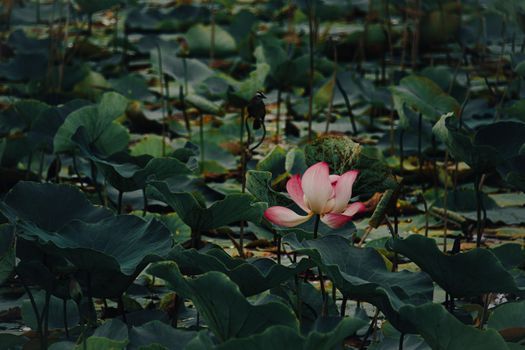 Lotus flower or Nelumbo nucifera in a pond of gently swaying leaves showing the concept of spring mindfulness and wellness