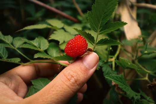 Foraging for wild Balloon berry or Rubus illecebrosus