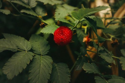 Close up of wild Balloon berry or Rubus illecebrosus, edible wild fruit that can be foraged