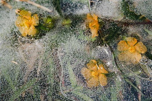 Yellow flowers trapped in the thawing ice showing the concept of Winter giving way to Spring or Seasonal Switch