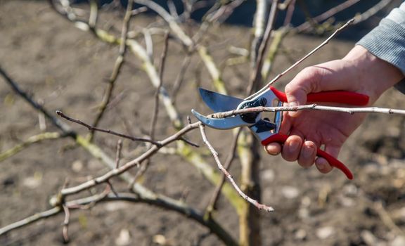 pruning branches with pruning shears.
