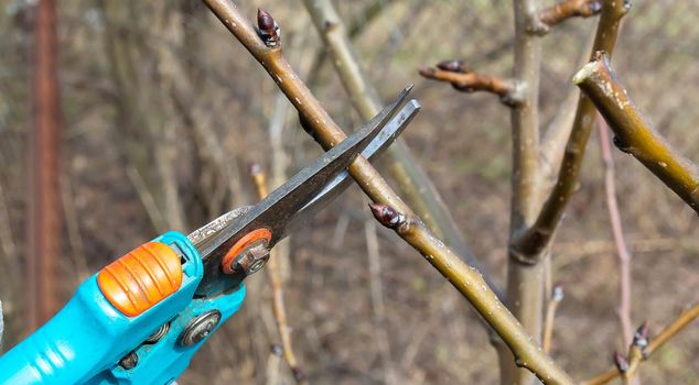 Pruning an fruit tree - Cutting Branches at spring