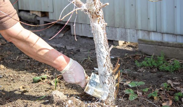 Girl whitewashing a tree trunk in a spring garden. Whitewash of spring trees, protection from insects and pests.selective focus