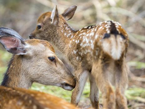 Detailed view of fawn and mom deer in a forest, focus on baby eye