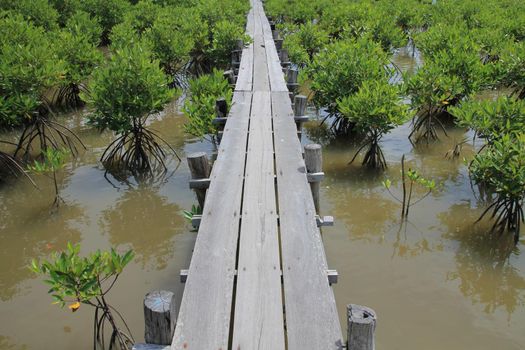 Mangrove seedlings at a mangrove forest rehabilitation area